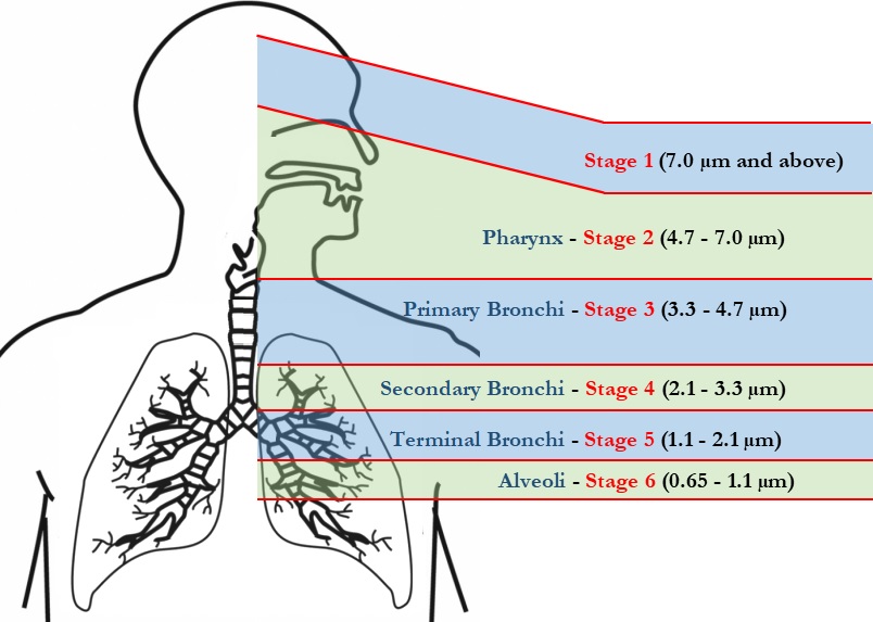 Human Respiratory System/Particle Sizes